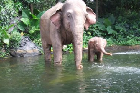 "Jungle Cruise": A promotional video for the Disneyland project