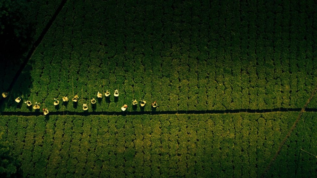 BBC Studios’ new work "One Cup, A Thousand Stories" took three years to shoot, covering 13 countries and regions on six continents