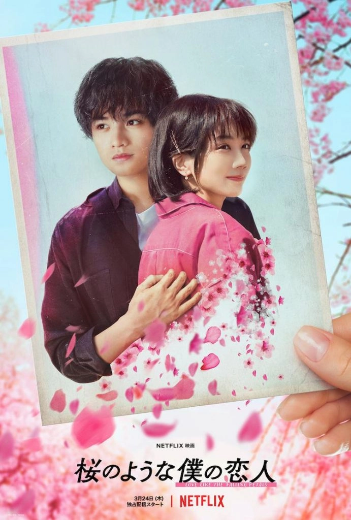 Netflix love movie "桜のような僕の爱人" released a trailer