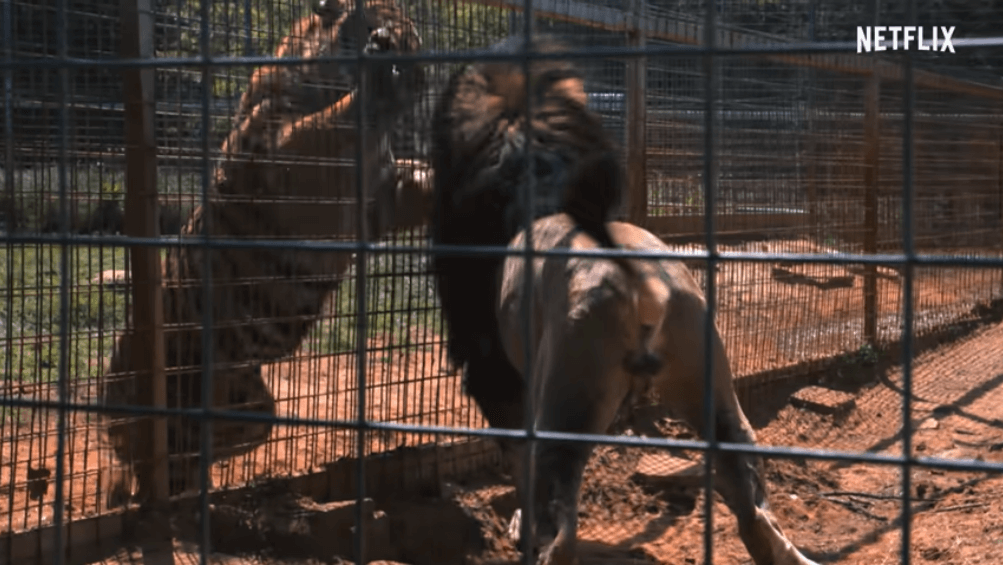 Netflix's "Tiger King 2 Season 2" releases the official trailer