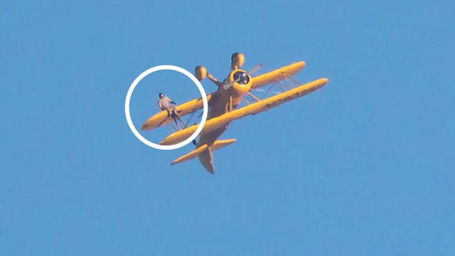 "Mission Impossible 8": 59-year-old Tom Cruise performs thrilling stunts at 2000 feet in spite of danger