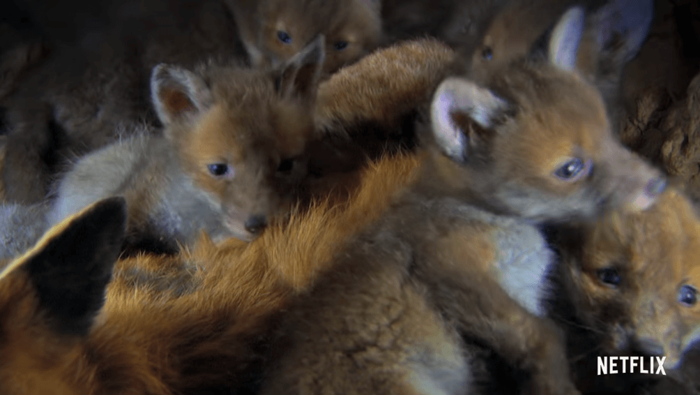 Netflix Nature Documentary "Animal Season 1" First Exposure Trailer