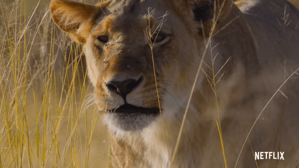 Netflix Nature Documentary "Animal Season 1" First Exposure Trailer
