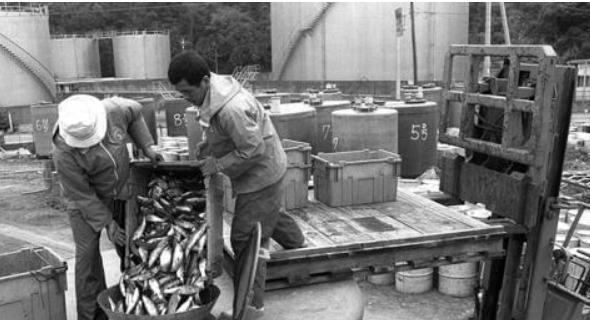 Minamatadisease: Tens of thousands of Japanese lives are not as good as death, newborn babies are paralyzed and blind