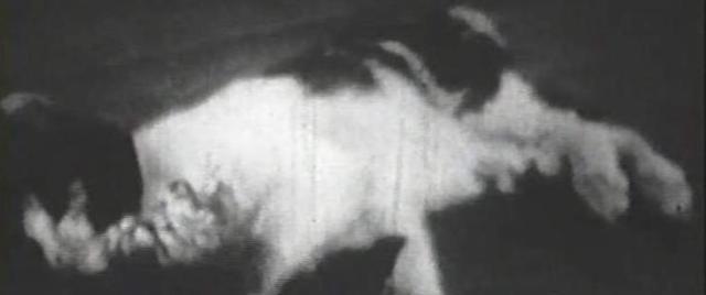 Minamatadisease: Tens of thousands of Japanese lives are not as good as death, newborn babies are paralyzed and blind