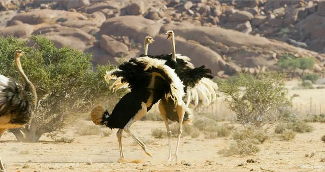 "The Mating Game": It reveals the extraordinary strategy of finding a mate for animals