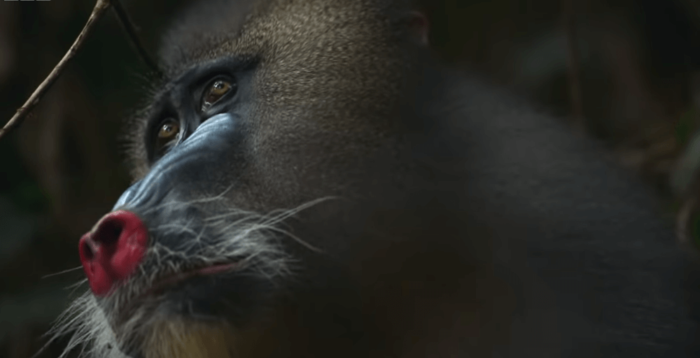 "The Mating Game": It reveals the extraordinary strategy of finding a mate for animals