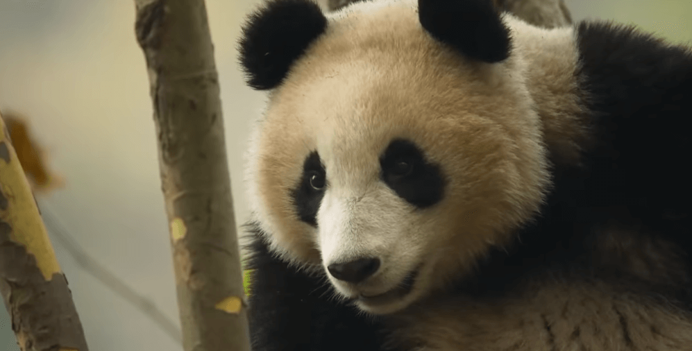 "The Mating Game": It reveals the extraordinary strategy of finding a mate for animals