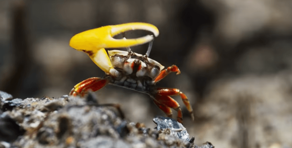 "The Mating Game": It reveals the extraordinary strategy of finding a mate for animals