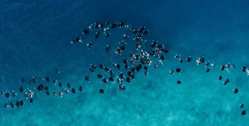 "The Mating Game": It reveals the extraordinary strategy of finding a mate for animals