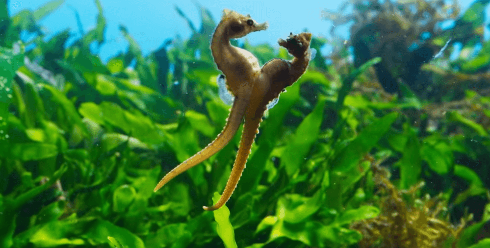 "The Mating Game": It reveals the extraordinary strategy of finding a mate for animals