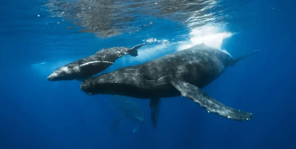 "The Mating Game": It reveals the extraordinary strategy of finding a mate for animals