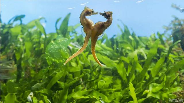 "The Mating Game": It reveals the extraordinary strategy of finding a mate for animals