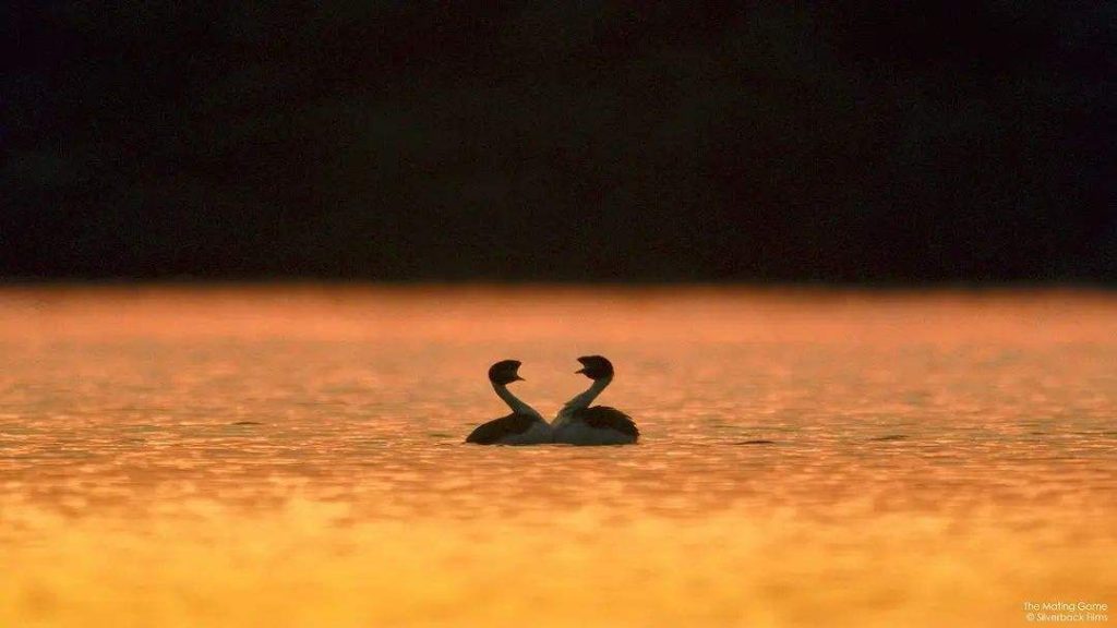 "The Mating Game": It reveals the extraordinary strategy of finding a mate for animals