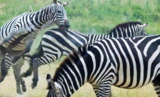 "The Mating Game": It reveals the extraordinary strategy of finding a mate for animals