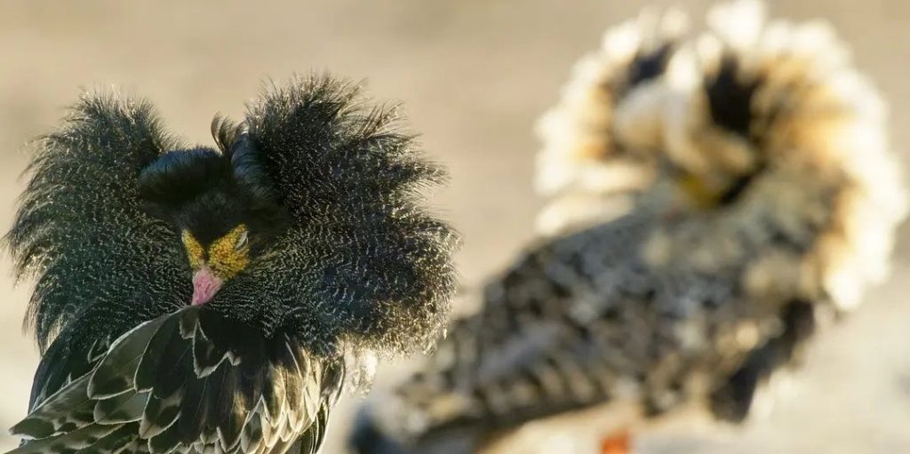 "The Mating Game": It reveals the extraordinary strategy of finding a mate for animals