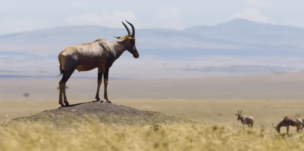 "The Mating Game": It reveals the extraordinary strategy of finding a mate for animals