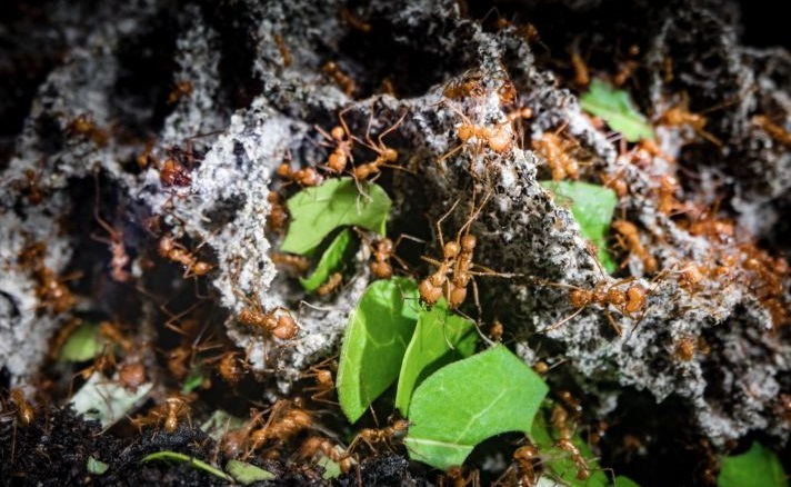 "The Green Planet" Review: Another Excellent Nature Documentary by BCC