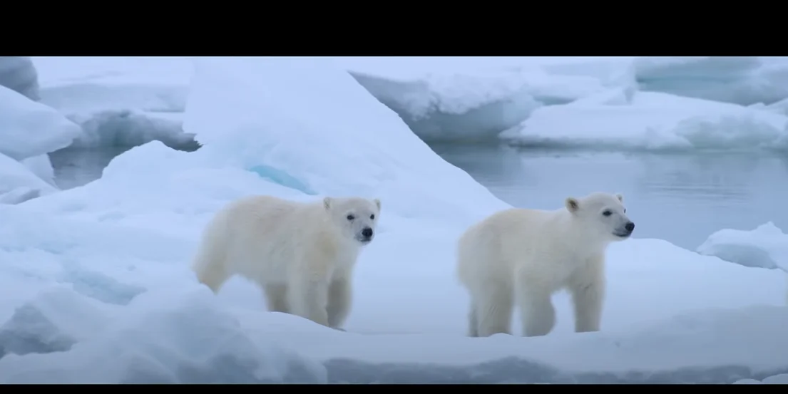 disneynatures-new-documentary-polar-bear-releases-official-trailer-and-poster-4