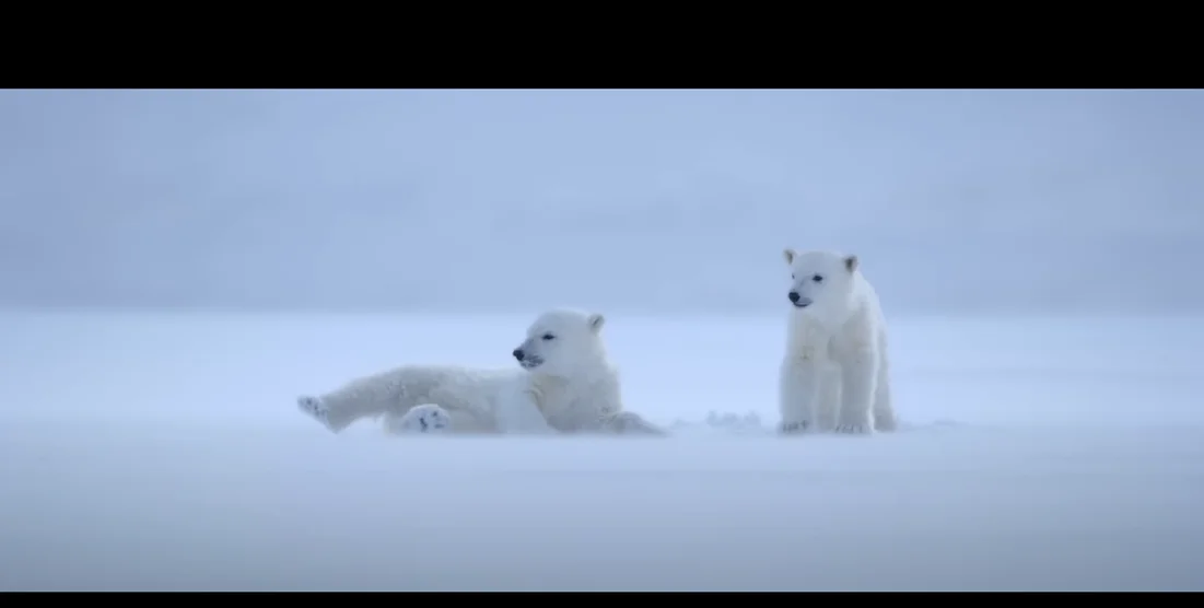 disneynatures-new-documentary-polar-bear-releases-official-trailer-and-poster-6