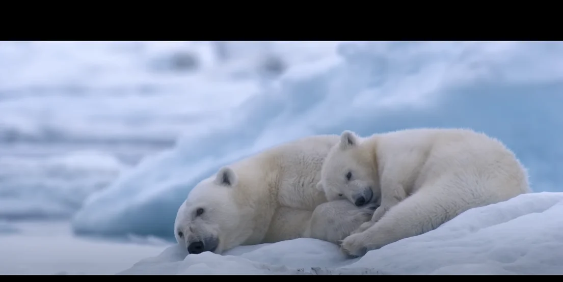 disneynatures-new-documentary-polar-bear-releases-official-trailer-and-poster-8