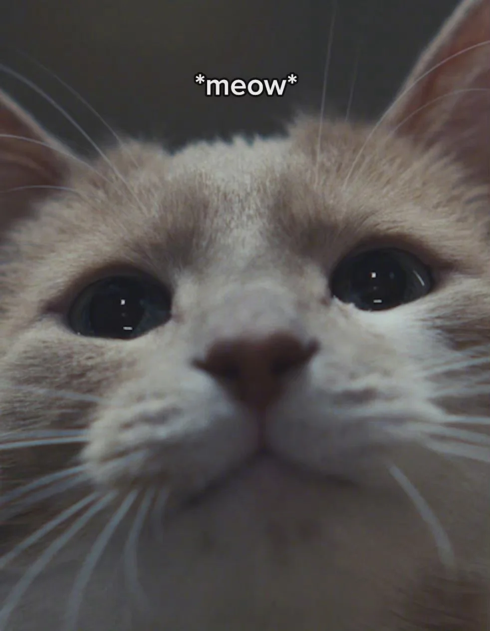 In "Moonfall‎",Cat's name Fuzz Aldrin is from the Apollo 11 astronaut Buzz Aldrin