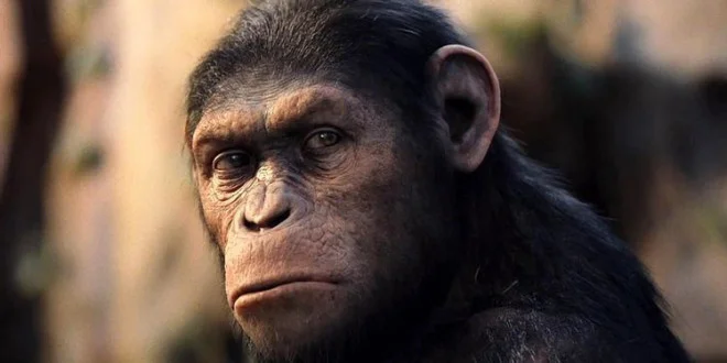 The new version of "Planet of the Apes" exposure shooting plan, it is expected to start shooting at the end of the year