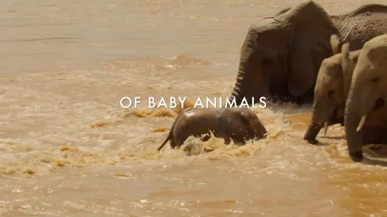 Netflix's New Documentary Series "Wild Babies" Releases Official Trailer, Coming May 5th