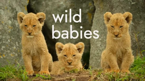 Netflix's New Documentary Series "Wild Babies" Releases Official Trailer, Coming May 5th