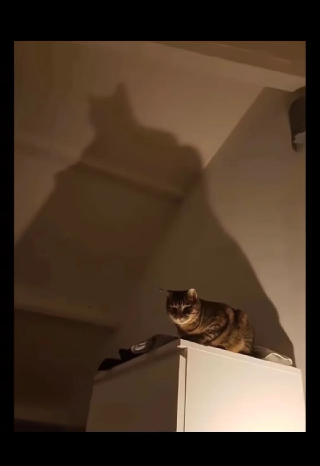 "The Batman": a cat who has been to Gotham