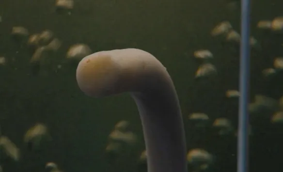 "Everything Everywhere All at Once" Exposes Special Feature 'Spaghetti Baby Noodle Boy' | FMV6