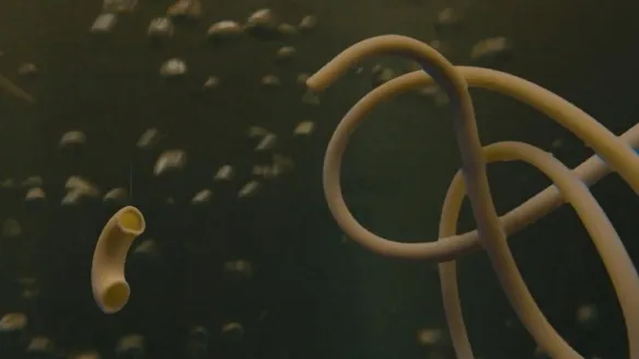 "Everything Everywhere All at Once" Exposes Special Feature 'Spaghetti Baby Noodle Boy' | FMV6