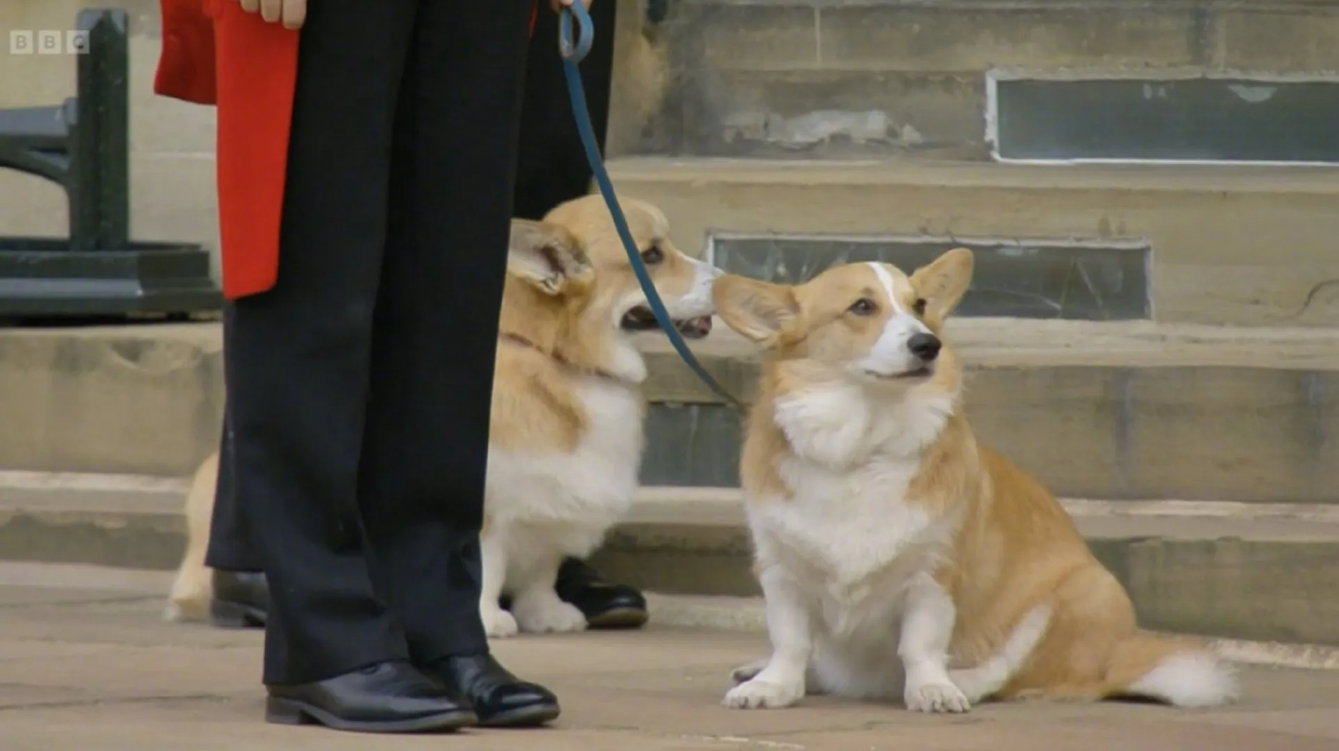 The Queen's Funeral: 'The Queen's Corgi‎' come to say goodbye to her | FMV6